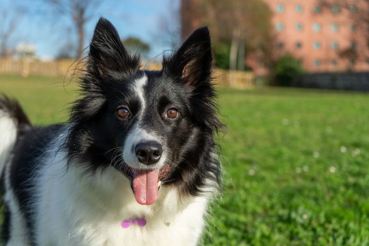 closeup-shot-panting-border-collie-standing-field