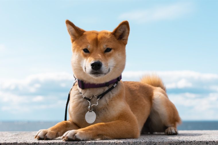 시바견 (Shiba Dogs)