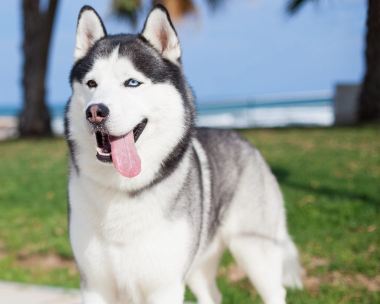 시베리안 허스키(Siberian Husky)