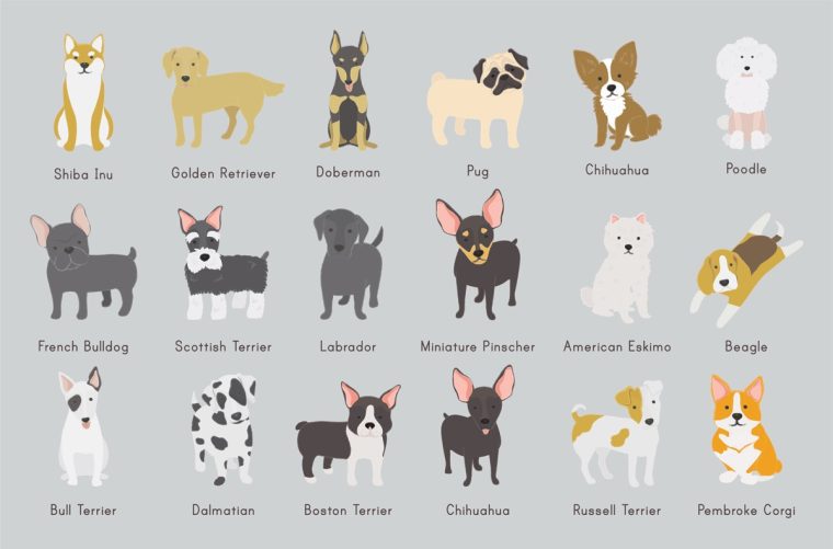 dog breed