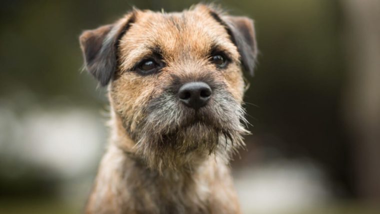 보더 테리어(Border Terrier)