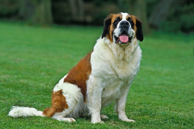 세인트 버나드(Saint Bernard)