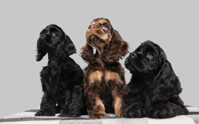 코카 스파니엘(Cocker Spaniel)